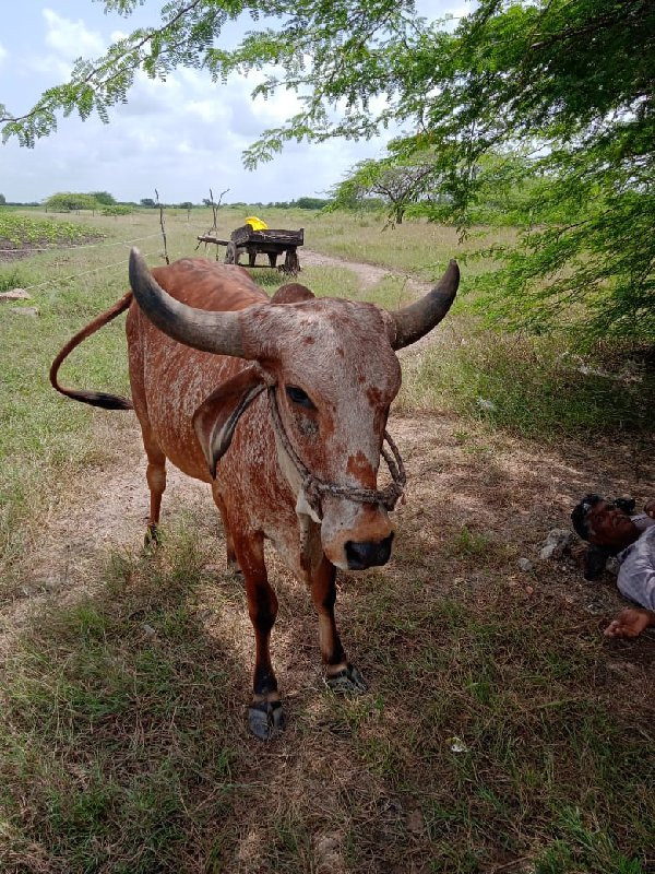 ગાય વેસવાનીસે