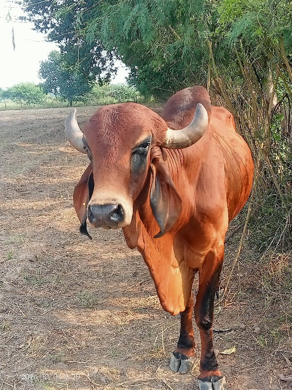 આખું તેના સાટા...