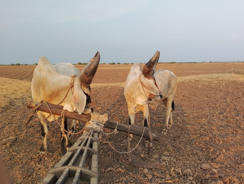 વાછડા વેચવાના છ...