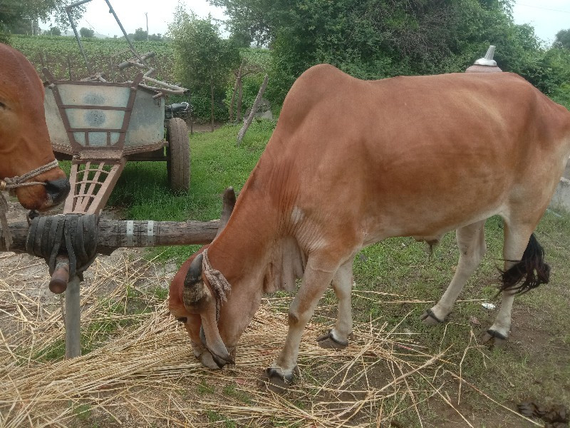 બળદ દેવાનાસે મફ...