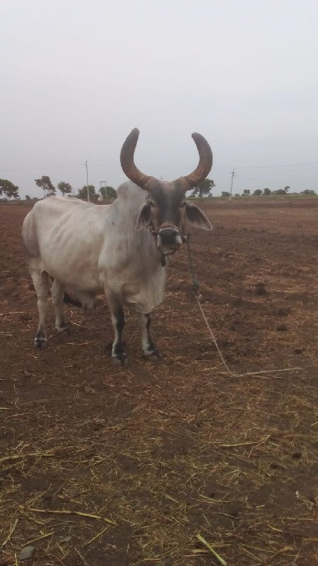 આવો બળદ લેવાનો...