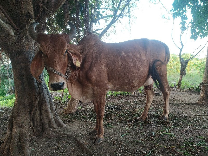 દેશી ગાય