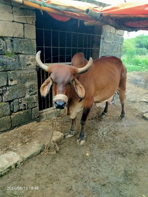 ગાય વેચવાની છે