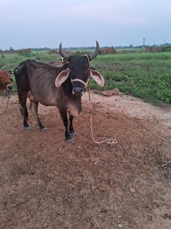 ગાય વેચવાની છે