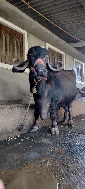 ભેંસ વેચવાની છે