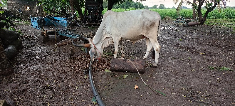 બળદ વેચવાના છે