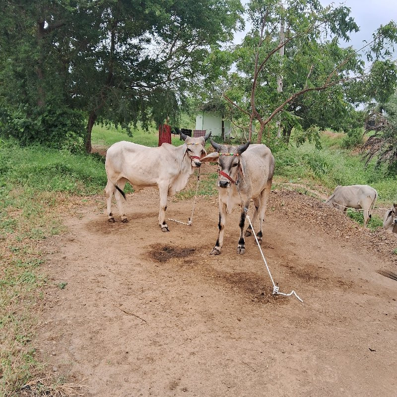 ગોઠલા  વેસવા ના...