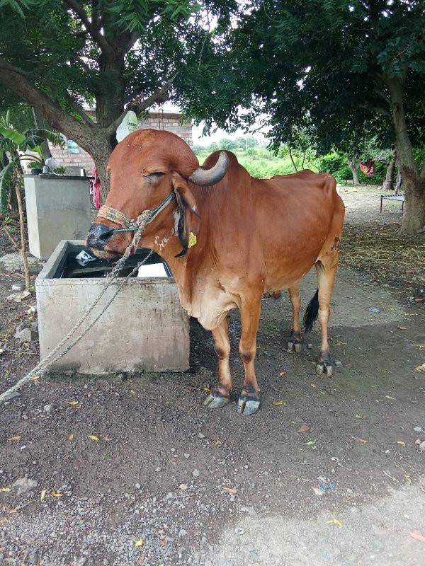 બળદ ગોઢલા