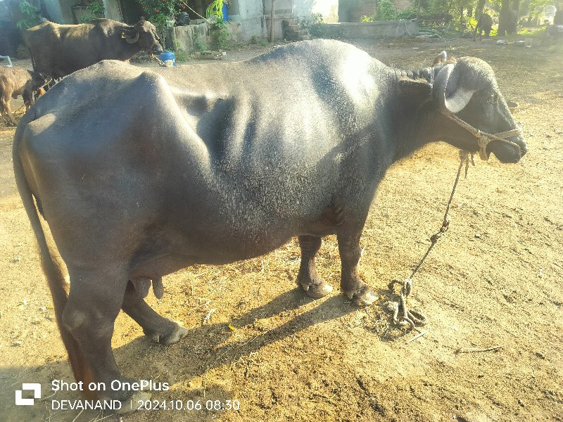 ભેંશ વેચવાની છે