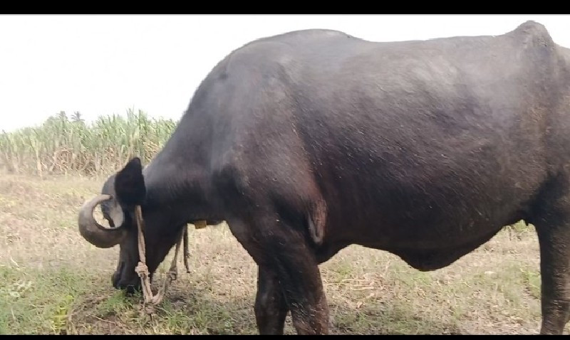 ખડાય વેચવાની છે