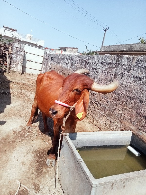 ગાય વેસવાનીસે