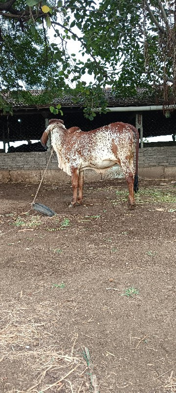 ગીર કાબરી વાછરડ...