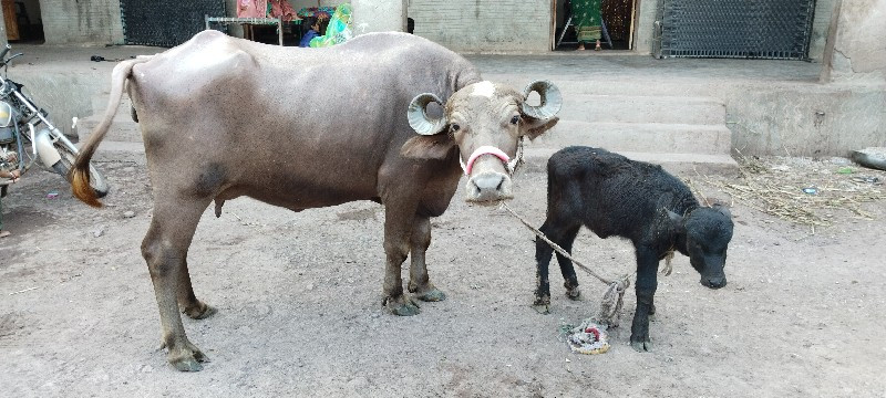 ભેંસ વેચવાની છે...