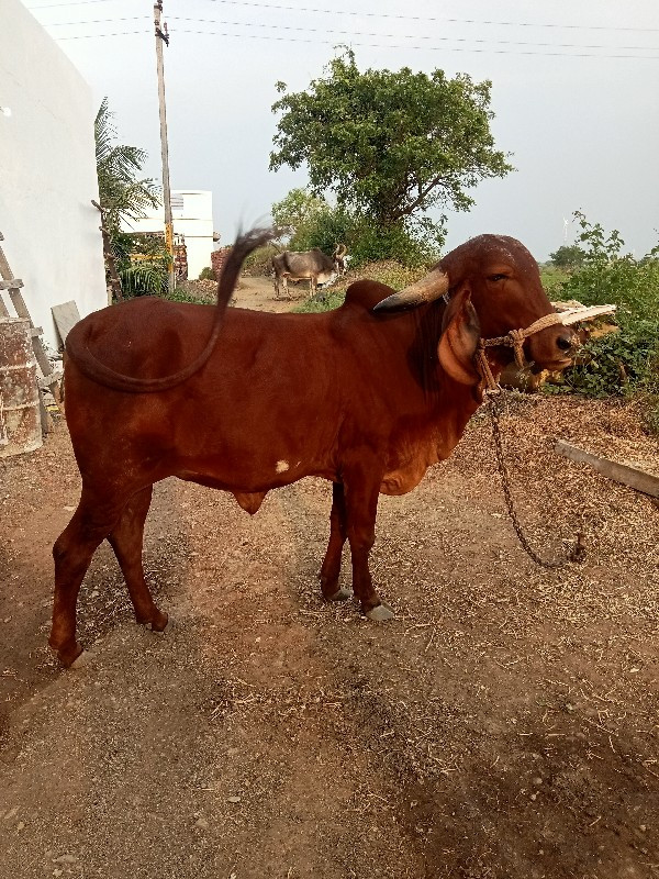 ગાય વેચવાનીછે