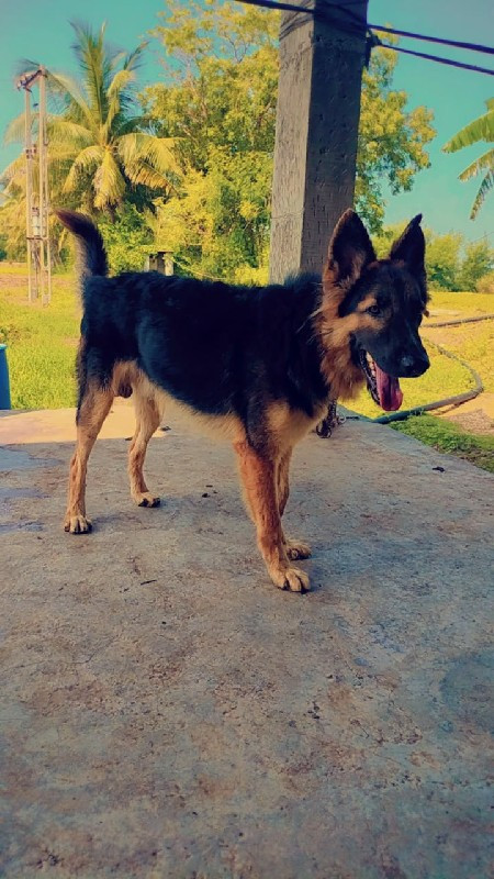 Gsd male