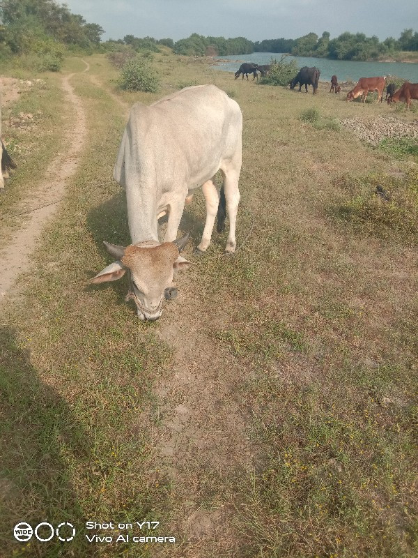 ગોઢલો લેવા નો છ...