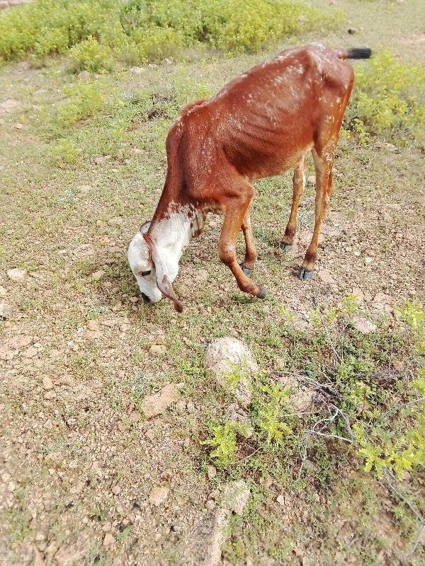 સામત