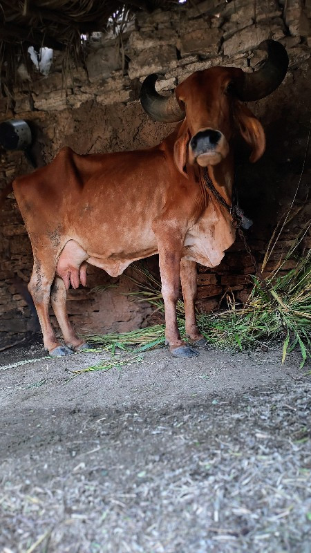 ગાય વેચવાની છે