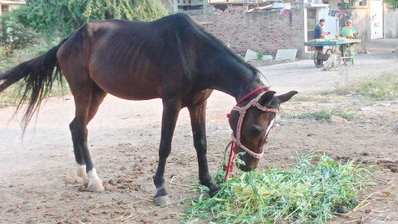 કારી ઘોડી વેચવા...