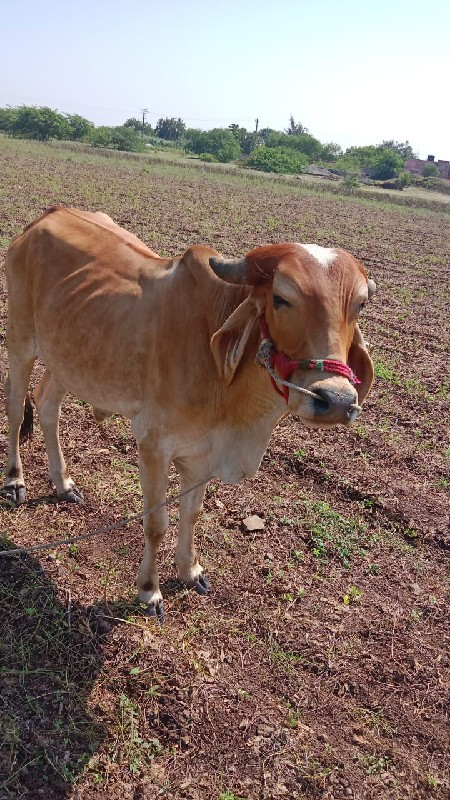 ગોધલા  વેચવાના...