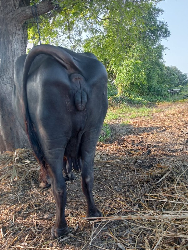 ભેંસ વેચવાની છે...