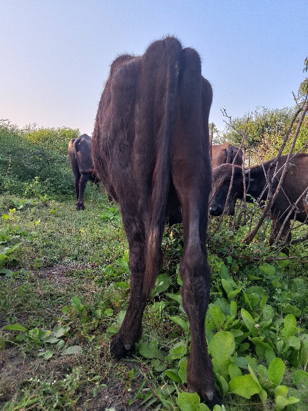 પાડો વેચવા નો સ...