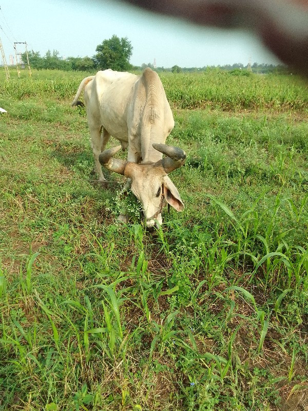 બળદ વેચવાનો છે