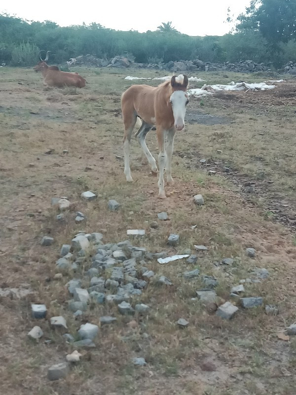 વછેરો વેચવાનો છ...