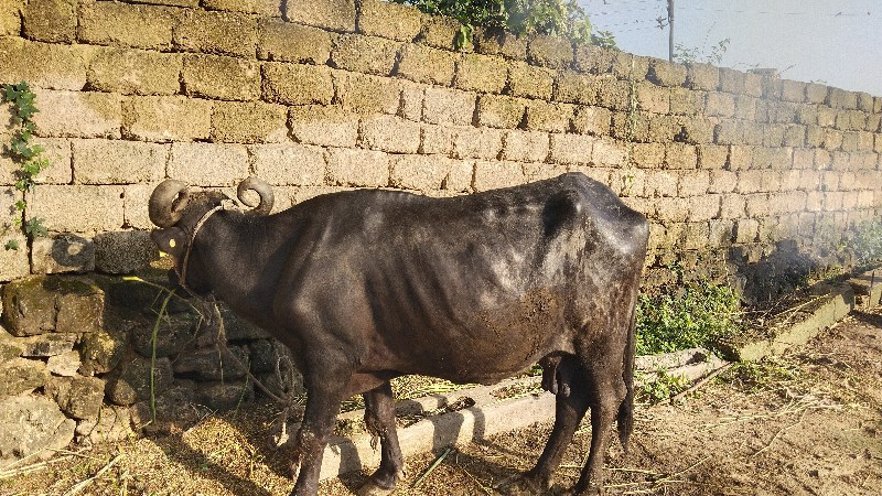 કશી ભેંસ વેચવાન...