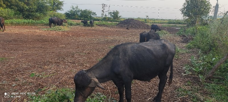 પાડો વેચવાનો છે