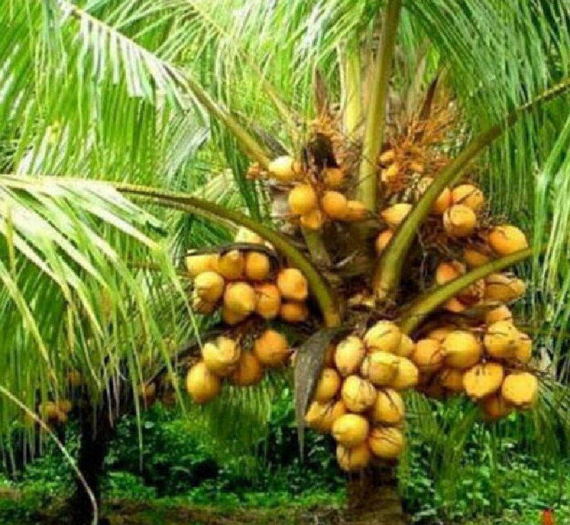 goldan coconut...