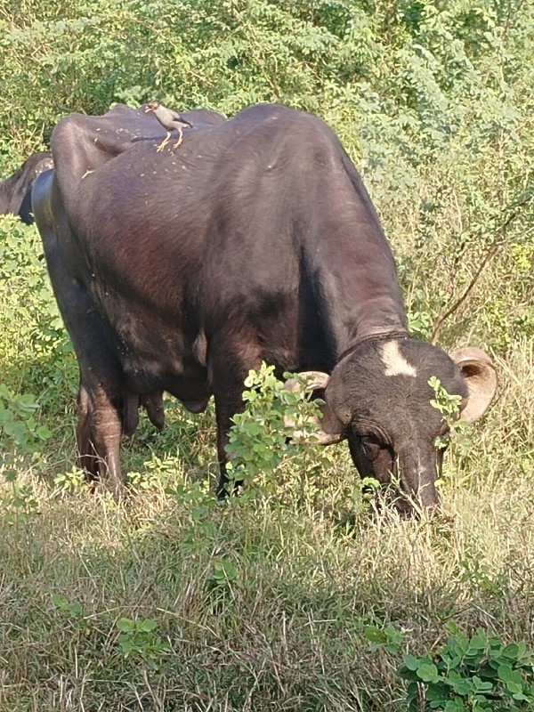 ભેંસ વેચવાની છે