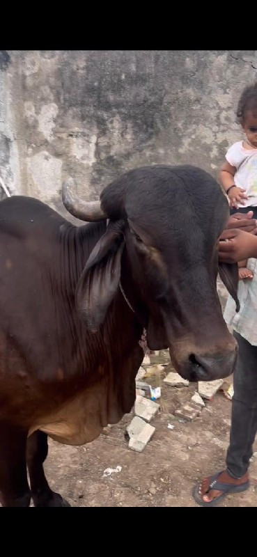 ગાય વેચવાની છે