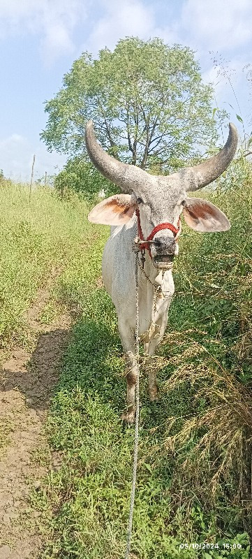 ફુલ જવાબદારી થી...