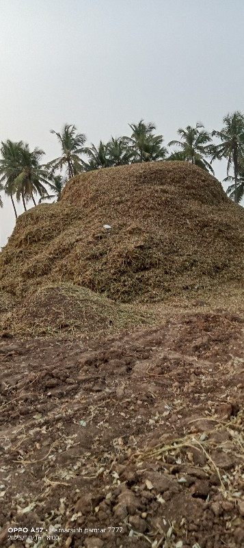 મગફળી નો પાલો વ...