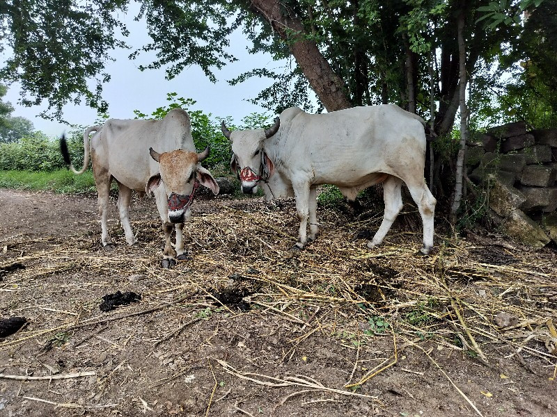 ગોઢલા વેચવાના છ...