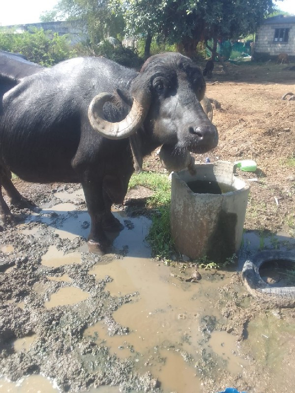 વેચાણ