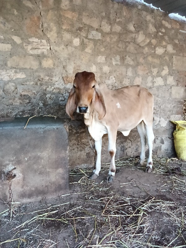 ગાય