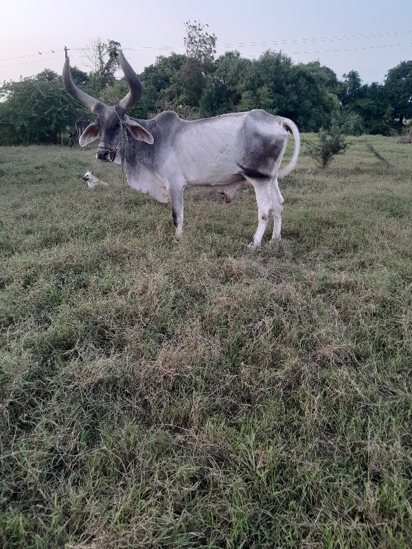 બળદ વેચવાનો છે