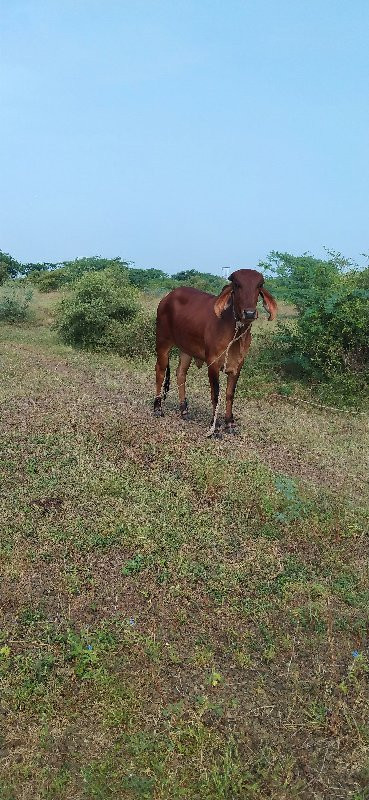 ગાય 
વાસરડી