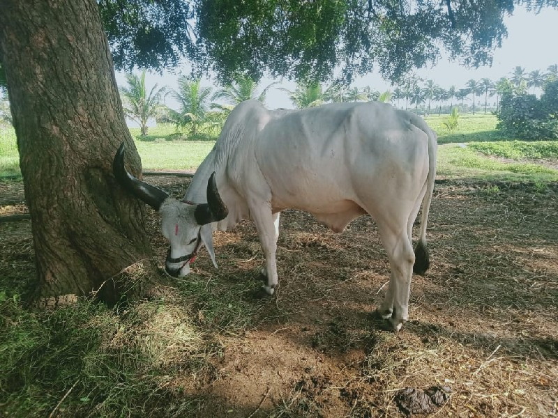 બળદ  વેચવા ના છ...