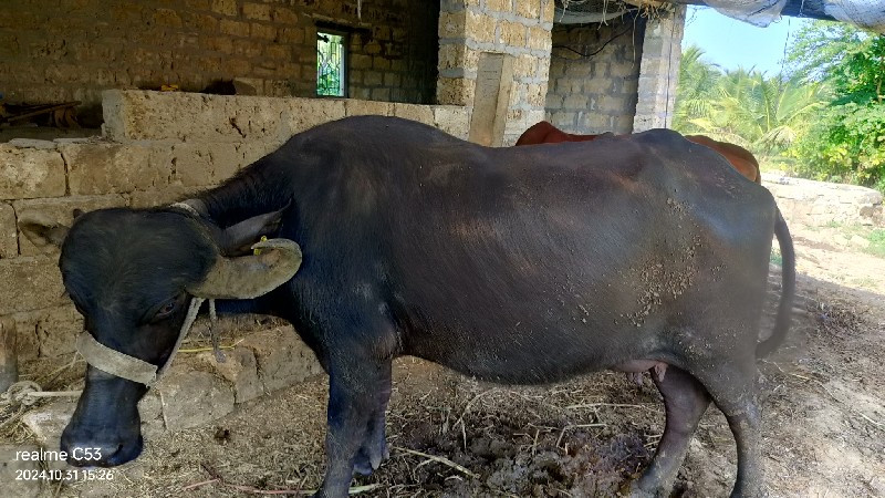 ભેંશ પેલું વેતર