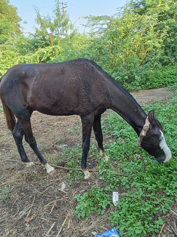 વસેરો