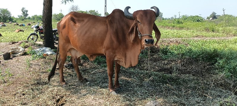 આ ગાય વેચવાની છ...