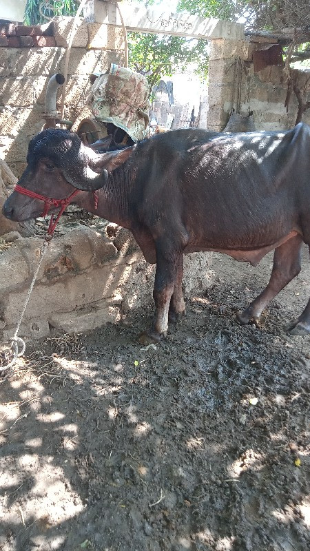 પાડો  વેચવાની છ...