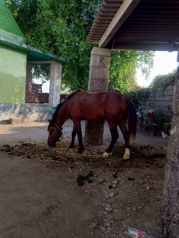 ઘોડો 🐎 છે પોની