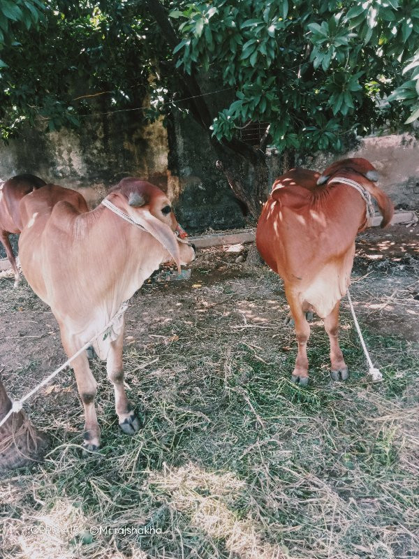 ગોઢલા