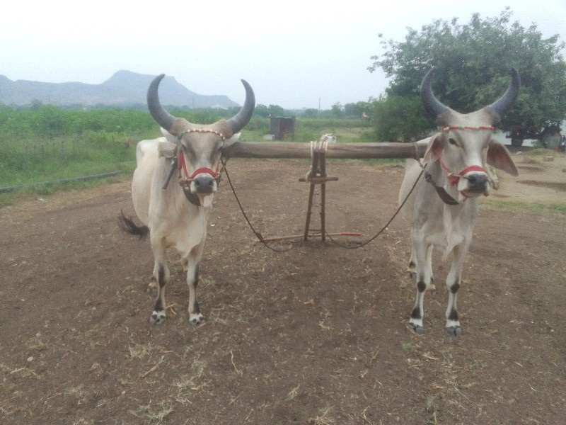 ઘોડલાં વેચવાના...