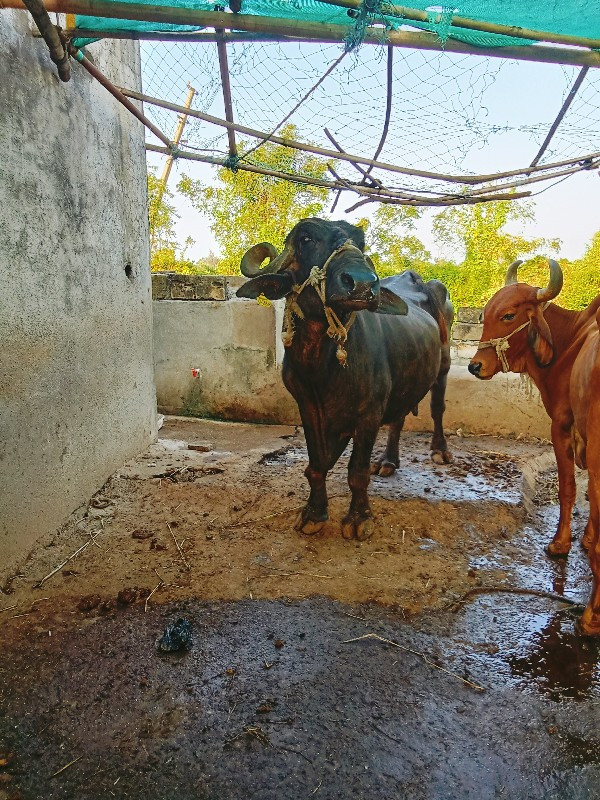 ભેંસ વેચવાની છે