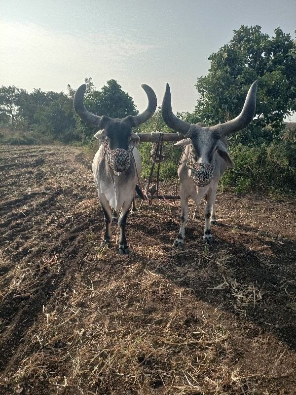 બરદ